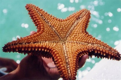 Starfish videó, leírás és képek