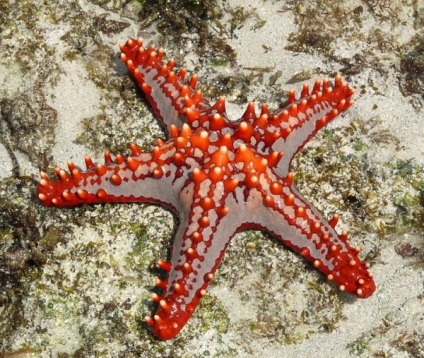 Starfish videó, leírás és képek