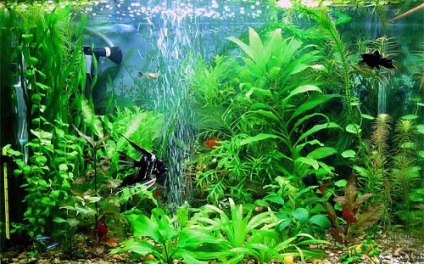 Szivattyúk akvárium (akvárium) szivattyúzására keringő víz