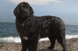 Newfoundland - fajta leírását, árát, kutya fotó