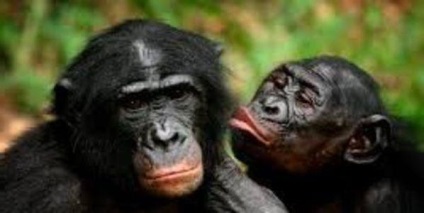 Bonobo majom - a legokosabb majom a világon