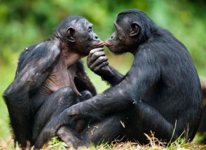 Bonobo majom - a legokosabb majom a világon