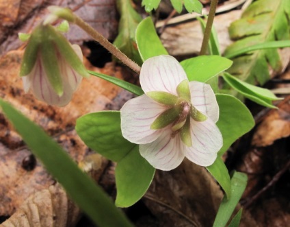 Oksalis (Oxalis) - típusainak leírása, termesztési és ápolási otthon, Greenhome