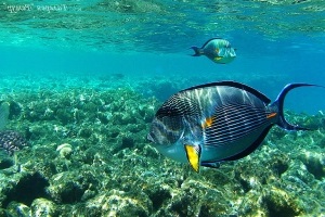 Veszélyes Red Sea hal