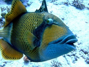 Veszélyes Red Sea hal