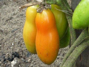 Jellemzői termesztése paradicsom (paradicsom)