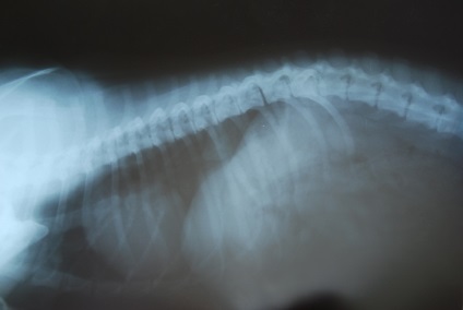 Osteochondrosis kutyáknál a tünetek kezelésében, állatgyógyászat
