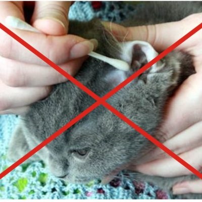 A középfülgyulladás macskák okoz, tünetei, kezelés, 6. fotó, videó