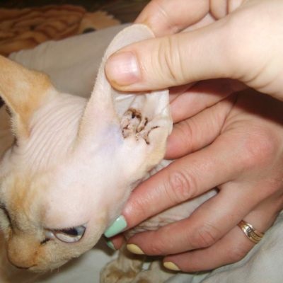 A középfülgyulladás macskák okoz, tünetei, kezelés, 6. fotó, videó