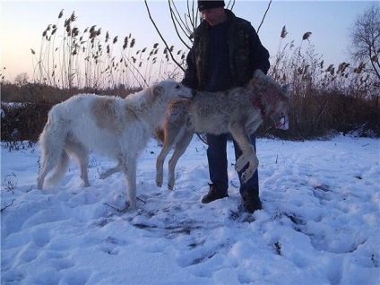 Vadászat a kutyákat - a vadászat és halászat Magyarországon és külföldön