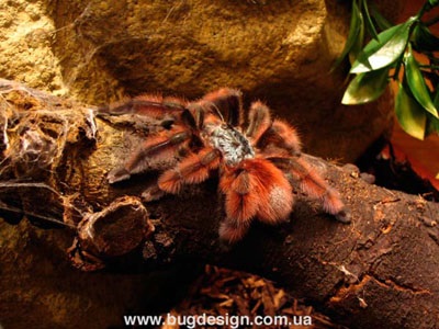 Spiders - pókok és pókok egyáltalán a (túl) Spiders - pókok és pókok egyáltalán a