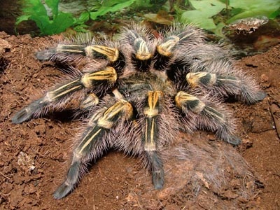 Spiders - pókok és minden a pókok a (csodálatos) Spiders - pókok és pókok egyáltalán a