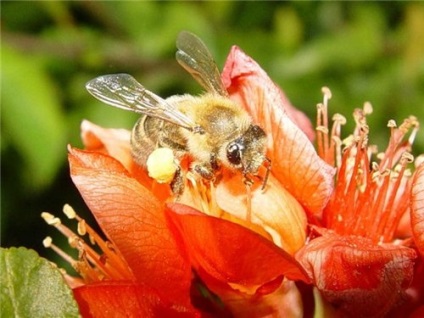 Méhek, emberek, hangyák - perunitsa
