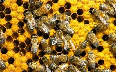 Méhek, emberek, hangyák - perunitsa