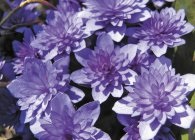 Hepatica fotó fajták, termesztés, gondozás, tenyésztés