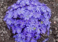 Hepatica fotó fajták, termesztés, gondozás, tenyésztés