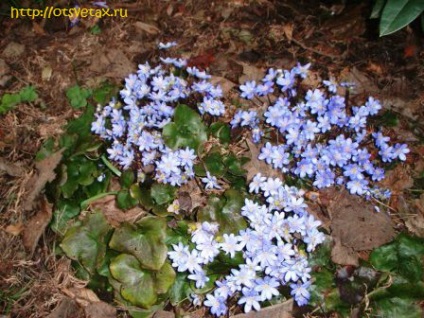 Hepatica ültetés és gondozás, típusai