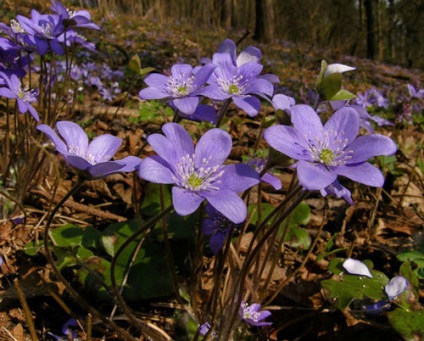 Hepatica ültetés és gondozás, a fajok és fajták, fotók