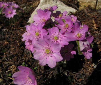 Hepatica ültetés és gondozás, a fajok és fajták, fotók