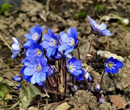 Hepatica ültetés és gondozás, a fajok és fajták, fotók