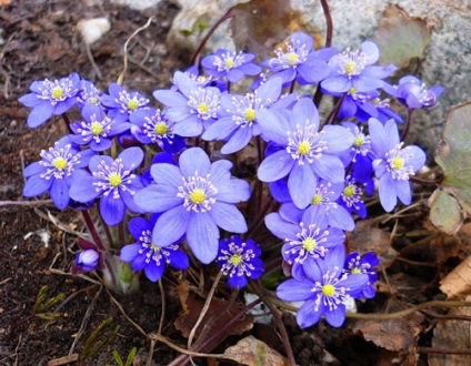 Hepatica ültetés és gondozás, a fajok és fajták, fotók