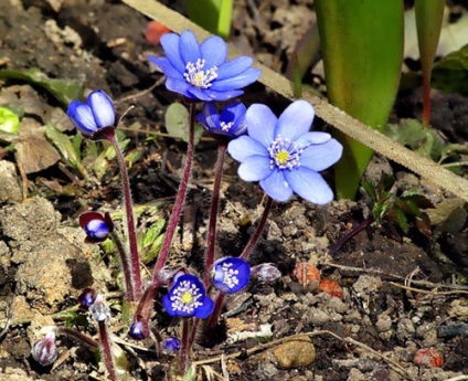 Hepatica ültetés és gondozás, a fajok és fajták, fotók