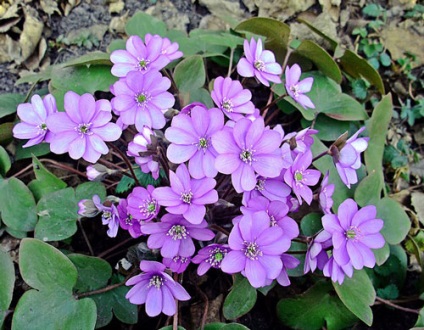 Hepatica ültetés és gondozás, a fajok és fajták, fotók