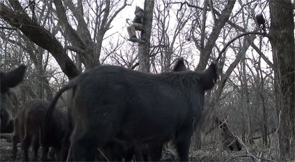 Hordozható mobil vadászat tristend (tárolási fészer) ajándék