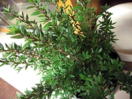 Transplantation mirtusz (transzplantációs) átültetést mirtusz