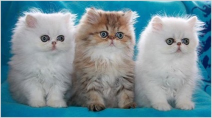 Perzsa macska fotók és videók, ár, karakter, fajta leírás