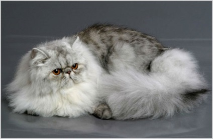 Perzsa macska fotók és videók, ár, karakter, fajta leírás