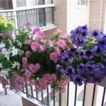 Petunias erkélyén fotók, tervezés és gondozás virágok