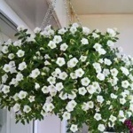 Petunias erkélyén fotók, tervezés és gondozás virágok