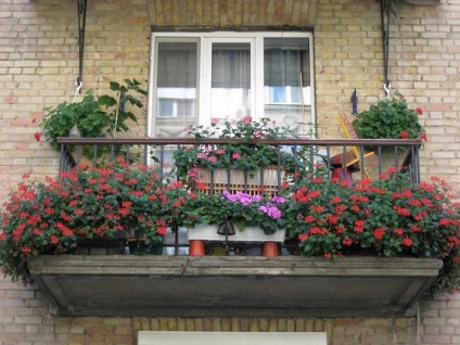 Petunias erkély ellátás, hogyan nőnek, fotó, osztály, hang-Downing, bármely növény, növényi virágok, amikor