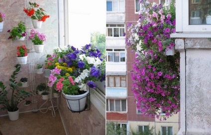 Petunias erkély ellátás, hogyan nőnek, fotó, osztály, hang-Downing, bármely növény, növényi virágok, amikor