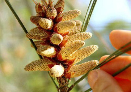 Pine pollen előnyös tulajdonságait, hogyan kell, mikor kell gyűjteni