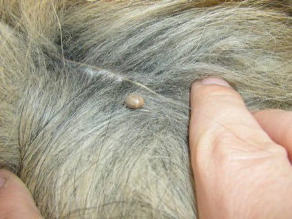 Piroplazmózisra humán diagnózis és kezelés (kezelés) Piroplazmózisra humán diagnosztika és kezelés