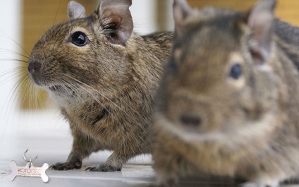 Miért degus remeg határozza tünete a betegség