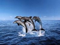 Miért nem egy delfin hal delfin miért nem hal