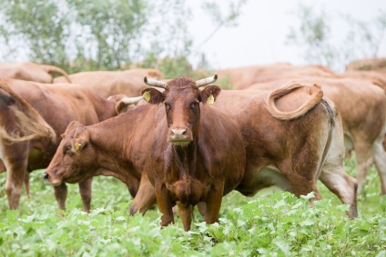 Miért marhahúst úgynevezett marhahús (beef) Miért marhahúst úgynevezett marhahús