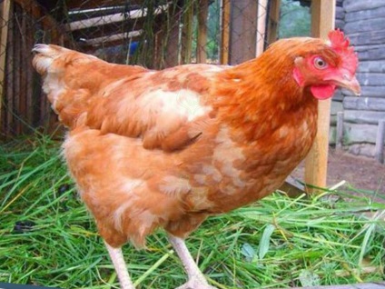 Miért ment át a csirke képes futtatni után lefejezés