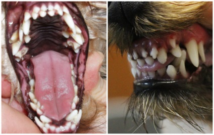 Чому собака скрипить зубами причини і наслідки бруксизма
