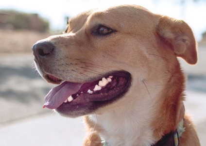 Чому собака скрипить зубами причини і наслідки бруксизма