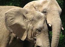 Miért elefántok ilyen nagy fülek gyermek enciklopédia