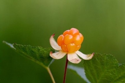 Hasznos tulajdonságai szedernek - vagy ártalom (tulajdonságok) Hasznos tulajdonságai szedernek - vagy ártalom
