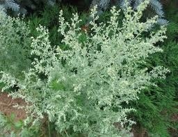 Aranyér üröm (Artemisia aranyér kezelésére) Üröm az aranyér