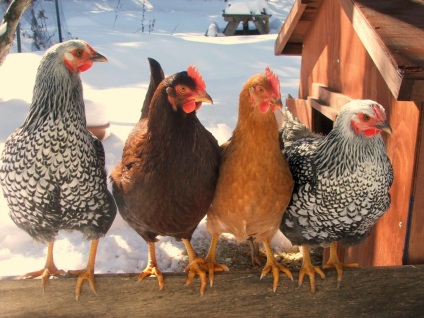 Breed csirke fotók, helyét, áttekintésre, fotó, leírás (Legs félhosszú) csirke fajták fotók, a hely, ahol véleményeket, fotókat, leírást