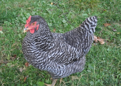 Breed csirke fotók, helyét, áttekintésre, fotó, leírás (tyúk a fajta) csirke fajták fotók, a hely, ahol véleményeket, fotókat, leírást
