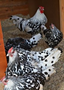 Breed csirke fotók, helyét, áttekintésre, fotó, leírás (tyúk a fajta) csirke fajták fotók, a hely, ahol véleményeket, fotókat, leírást