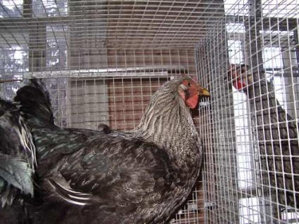 Breed csirke fotók, helyét, áttekintésre, fotó, leírás (description) csirke fajták fotók, a hely, ahol véleményeket, fotókat, leírást